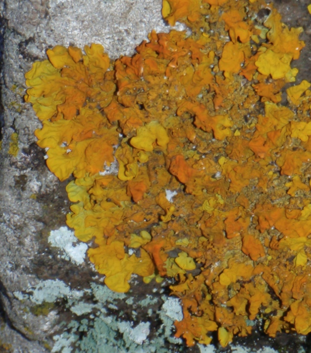 Xanthoria calcicola